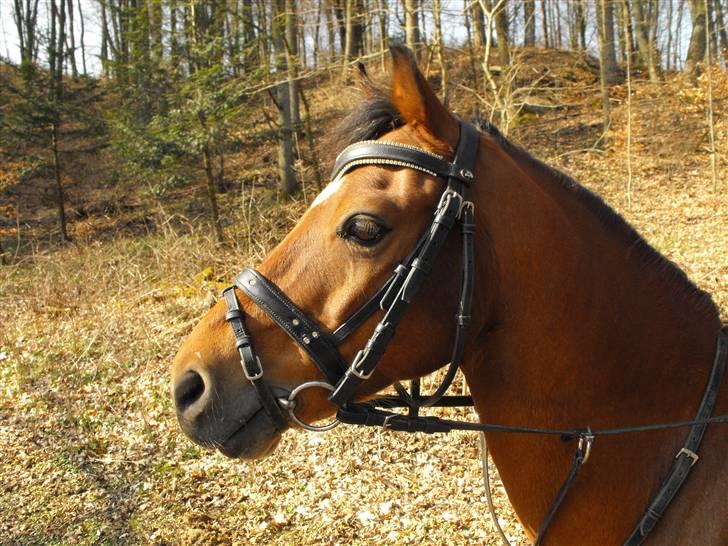 Welsh Pony af Cob-type (sec C) Wildzangs Royal Bravour<3 - i skoven :D billede 8