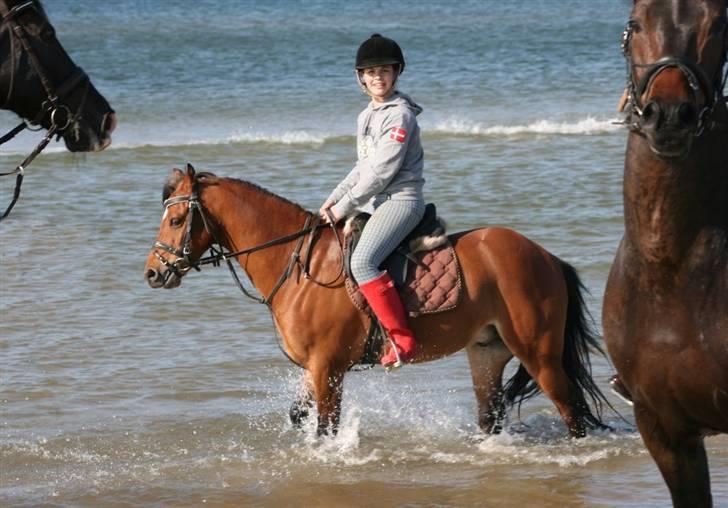 Welsh Pony af Cob-type (sec C) Wildzangs Royal Bravour<3 - Premie overekelse i nibe tror det er i en LB1 nej må det havde været kedeligt at ride dressur denne gang :P billede 9