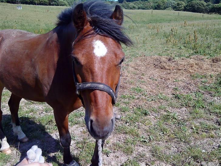 Welsh Pony af Cob-type (sec C) Wildzangs Royal Bravour<3 - på marken :D nøj han er beskidt billede 10