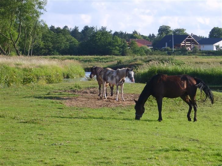 Pinto Freja (solgt) - Mine hestevenner og mig. billede 11