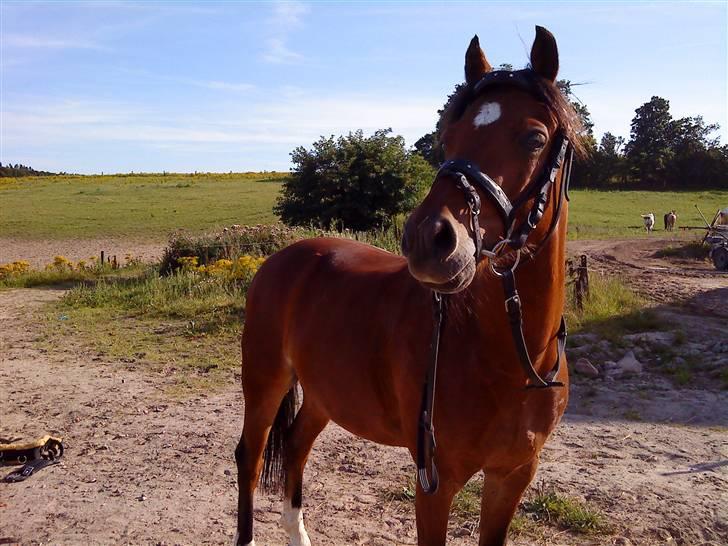 Welsh Pony af Cob-type (sec C) Wildzangs Royal Bravour<3 - woaw :D du så flot :D <33 billede 11