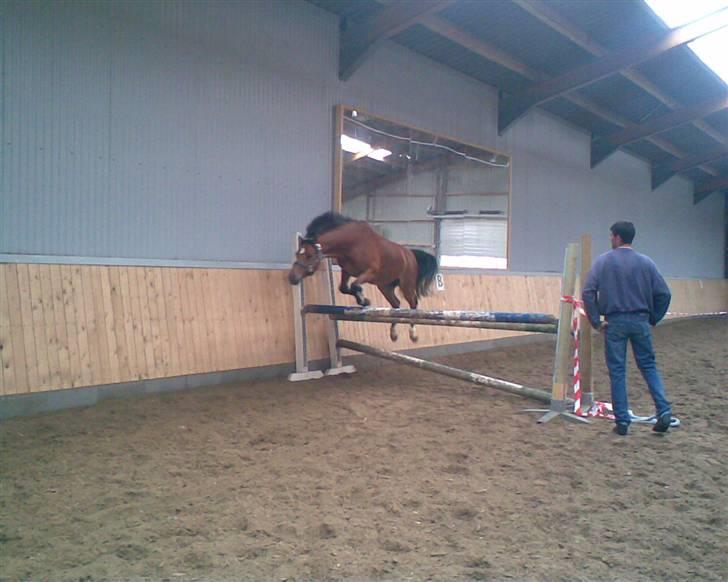 Welsh Pony af Cob-type (sec C) Wildzangs Royal Bravour<3 - bravour springer :P billede 13