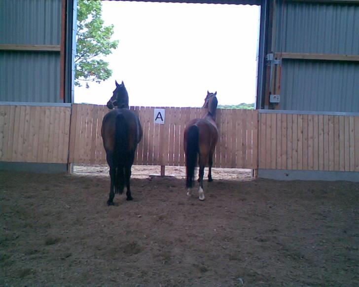 Welsh Pony af Cob-type (sec C) Wildzangs Royal Bravour<3 - wicky og bravour i hal sammen. de har fået øje på noget ;P sødt:;P  de som plejer at være uvenner :P billede 14