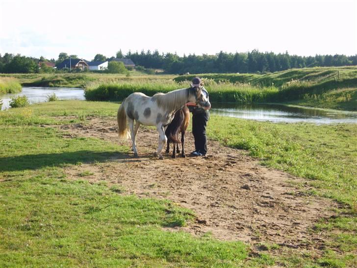 Pinto Freja (solgt) - Her er min ejer, kæreste (den brune pony) og mig. billede 12
