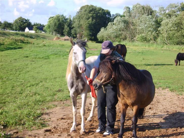Pinto Freja (solgt) - Her er min ejer, kæreste (den brune pony) og mig. billede 13