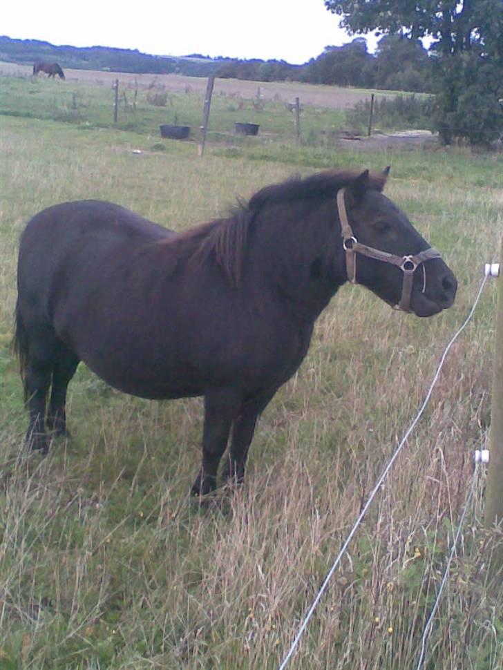 Shetlænder Tarzan.  - Velkommen til Tarzans profil.. Håber i nyder billederne og vi ville blive meget glad hvis i ligger en stemme=) billede 1