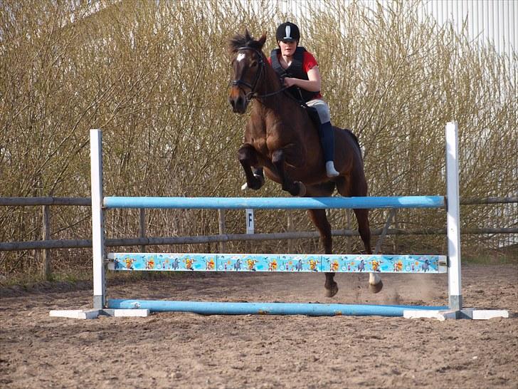 Anden særlig race Lady - 23. Spring uden sadel 100 cm. forår 2010 billede 23