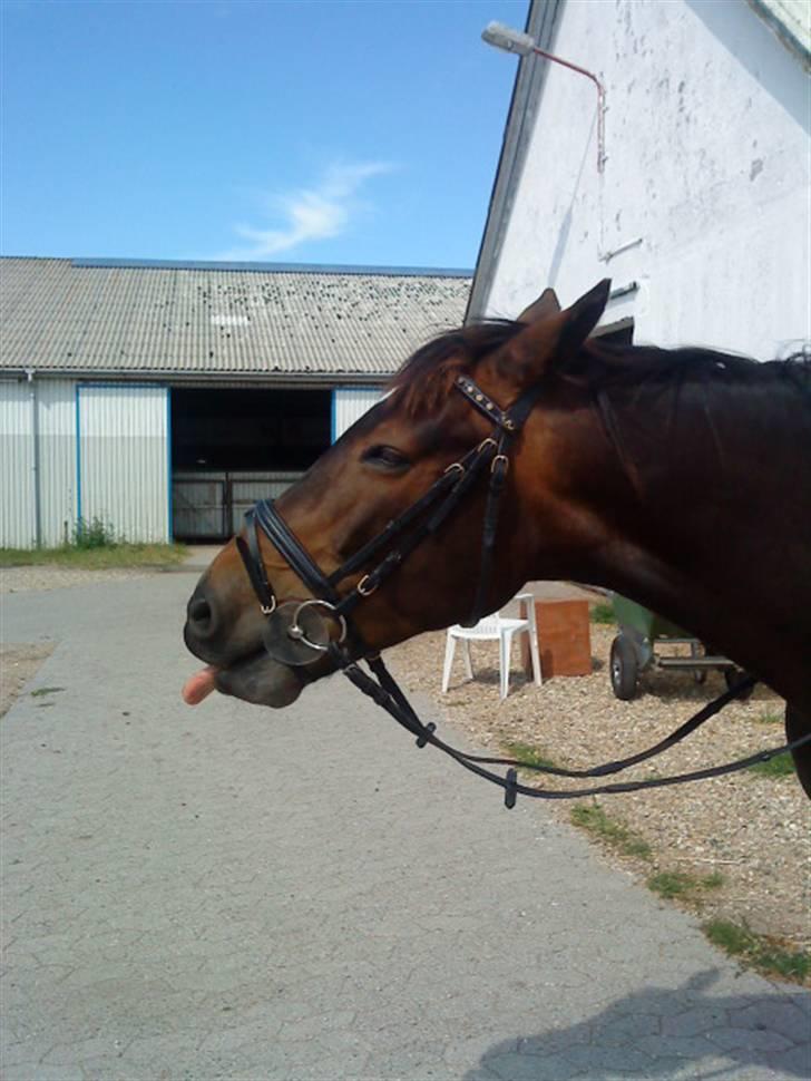 Anden særlig race Lady - 6. Puhaae! Det smager ikke godt det her! :D Sommeren 09 billede 6