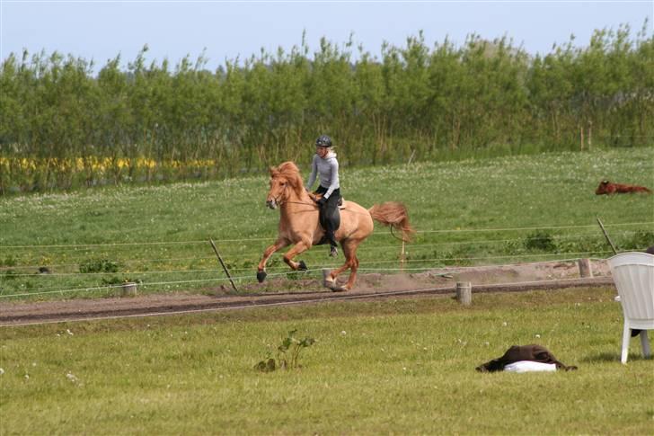 Islænder Aila fra Sebbesborg - Aila i galop til Elitestævnet <3 (Taget af Ditte Vang-Pedersen) billede 9