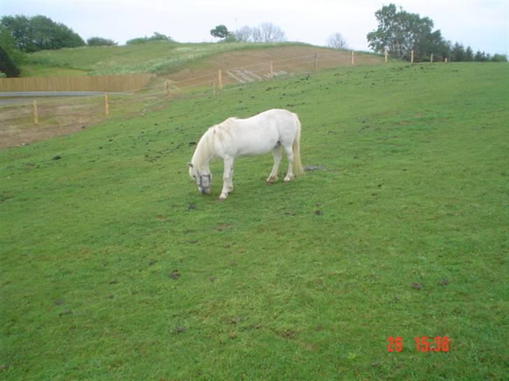 Anden særlig race Hopsa elsket og savnet billede 12