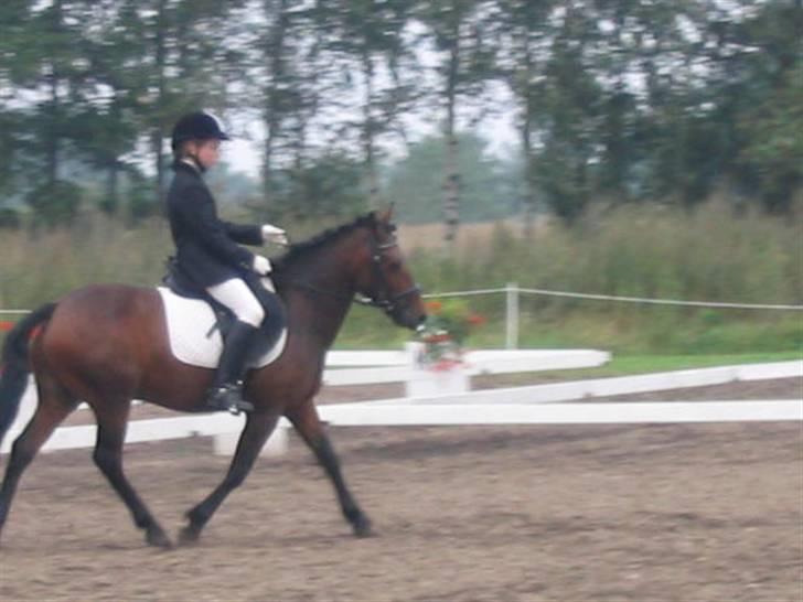Anden særlig race Monzur <333 - Stævne på Bogø, rider en LC2  billede 13