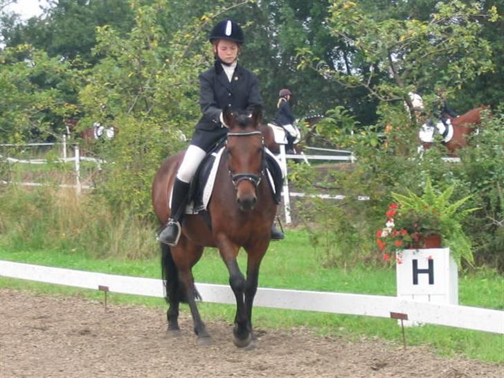 Anden særlig race Monzur <333 - Stævne på Bogø, rider en LC2  billede 14