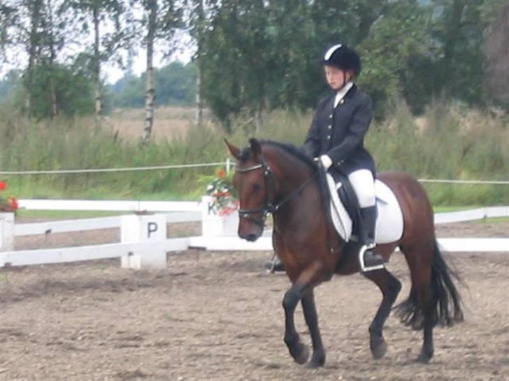 Anden særlig race Monzur <333 - Stævne på Bogø, rider en LC2  billede 15