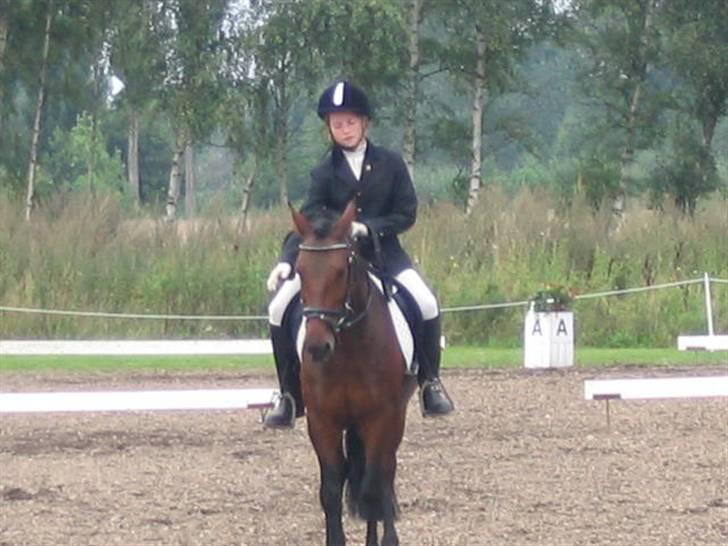 Anden særlig race Monzur <333 - Stævne på Bogø, rider en LC2  billede 16