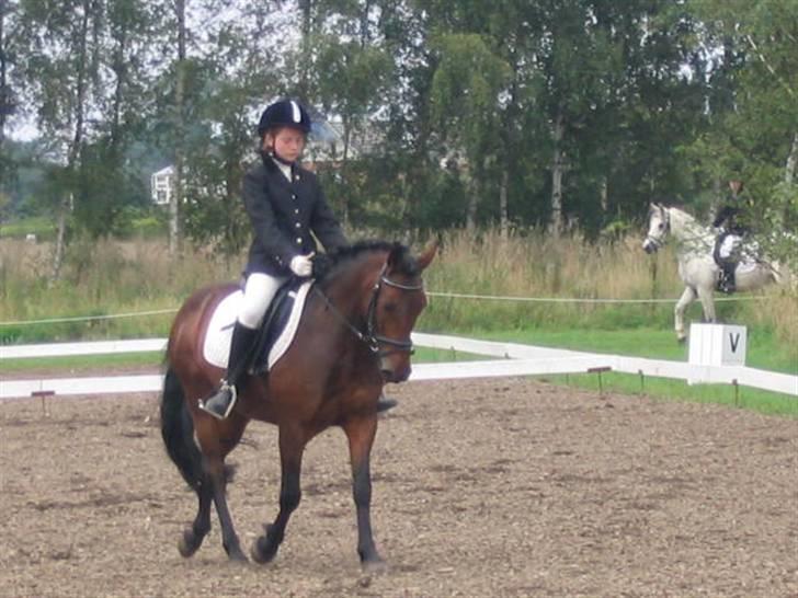 Anden særlig race Monzur <333 - Stævne på Bogø, rider en LC2  billede 17