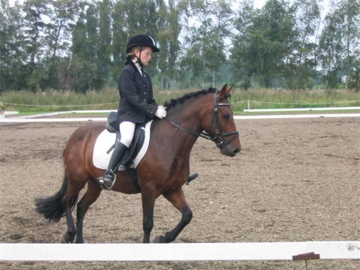 Anden særlig race Monzur <333 - Stævne på Bogø, rider en LC2  billede 18