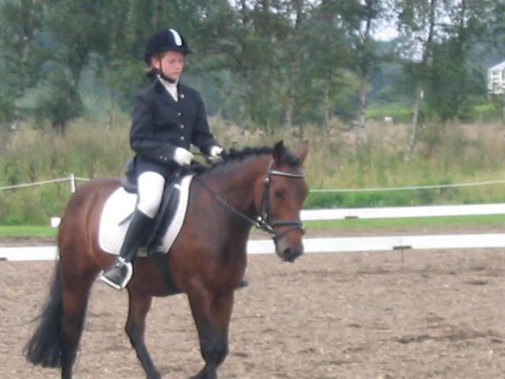 Anden særlig race Monzur <333 - Stævne på Bogø, rider en LC2  billede 19