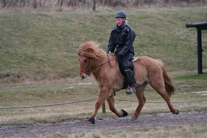 Islænder Aila fra Sebbesborg - Trav feb. 2008 <3 billede 10