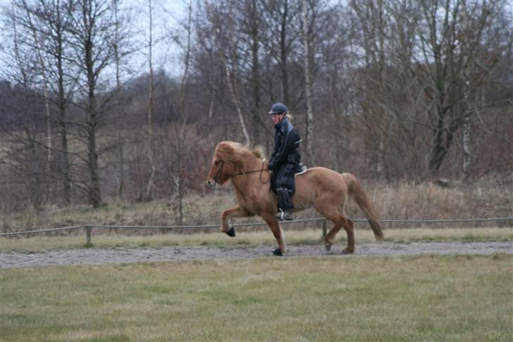 Islænder Aila fra Sebbesborg - Trav igen.. Jeg synes selv der er sket fremskridt :D <3 billede 11