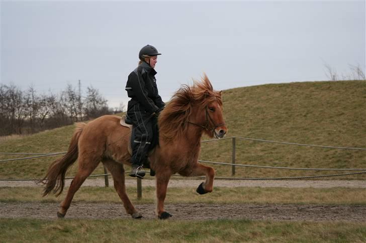 Islænder Aila fra Sebbesborg - yndlings töltbillede <3 billede 12