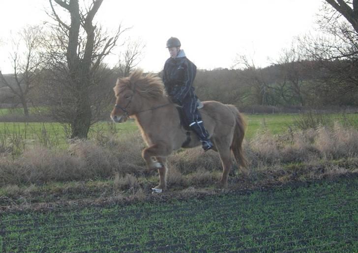 Islænder Aila fra Sebbesborg - Trav dec 07 :) <3 billede 13