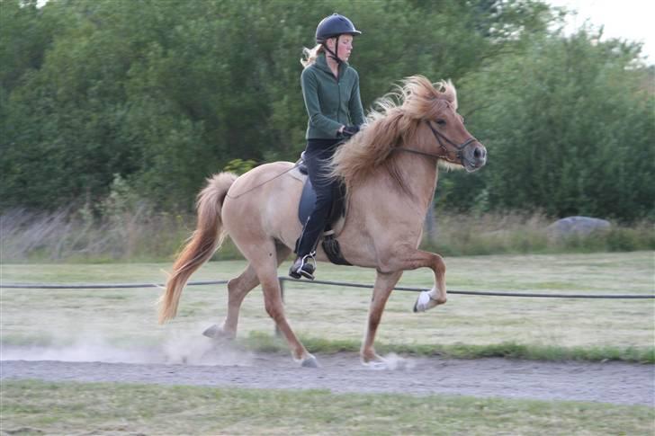 Islænder Aila fra Sebbesborg - Tölt juli 08 <3 billede 14
