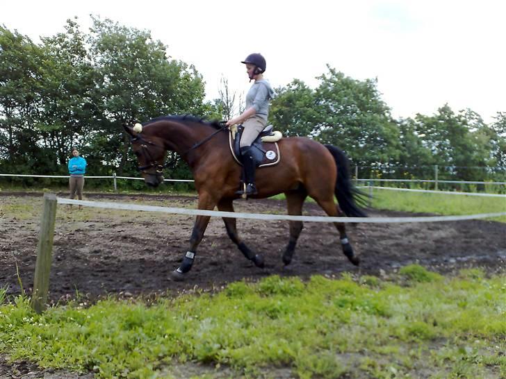 Dansk Varmblod Lykke's Don Zio * Solgt:( billede 17