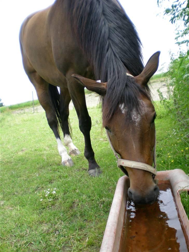 Trakehner Hillary *R.I.P* - Tørsting. # NYT ! billede 16