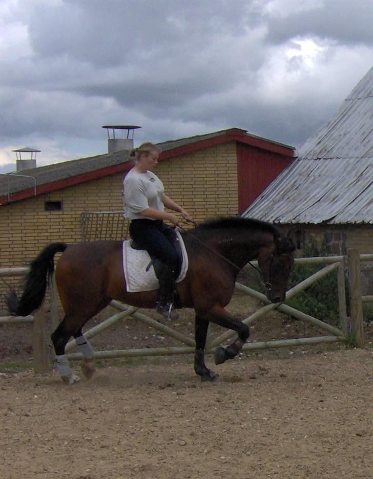 Traver Annalise's Bar (Sir Basil)EFTERLYSES! - Mere trav, pyha det er hårdt;o) billede 18