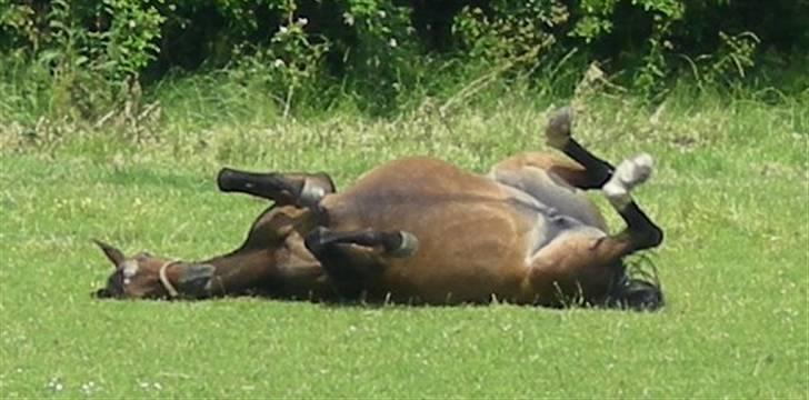 Trakehner Hillary *R.I.P* - Åh, det klør! # NYT ! billede 17