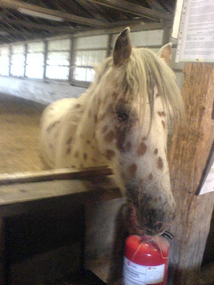 Appaloosa Painted - miin lille Painted er blevet lysfølsom og kan ikk tåle sol overhovedet...så han er blevet en såret i hovedet billede 9