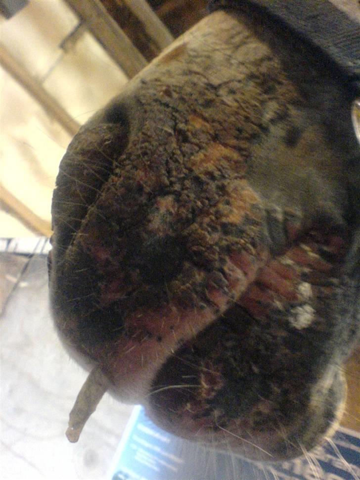 Appaloosa Painted - hans mule er gået helt i stykker...og det gør bare ondt på ham, det har set værre ud end dette........det er såååå syndt for ham billede 10