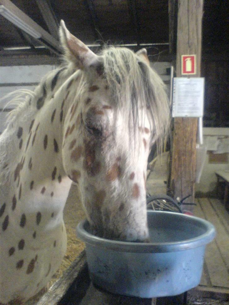 Appaloosa Painted - special foder skal man da ha´ når man er syg...,hehe (jeg tror faktisk at han nyder lidt at være syg) billede 11