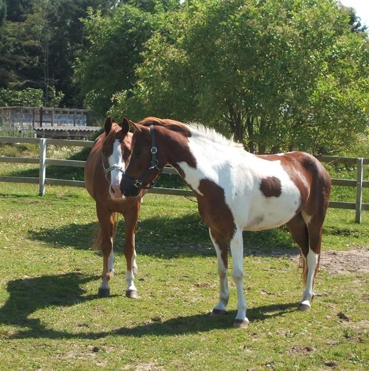 Pinto toftekærgårds bambi boy billede 3