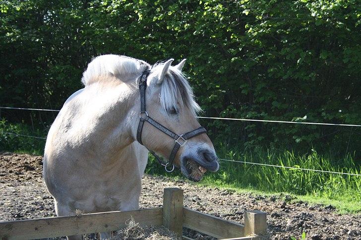 Fjordhest Luffe - smiler billede 4
