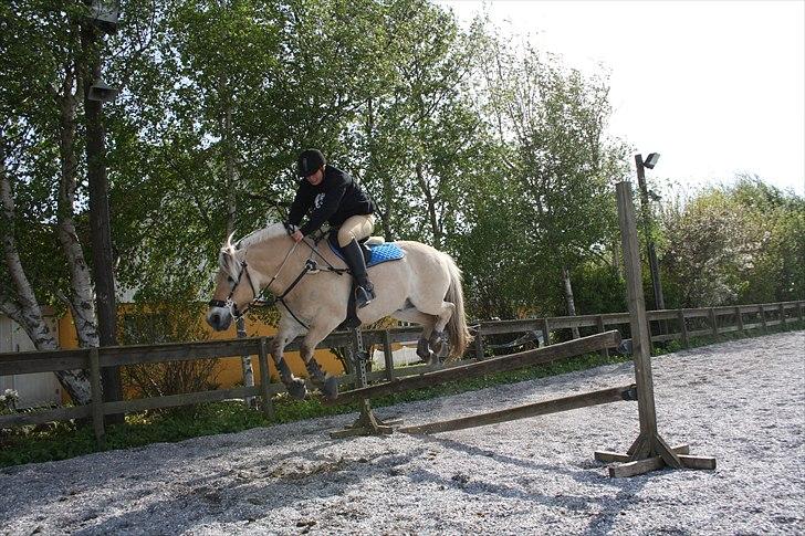 Fjordhest Luffe - flyv billede 5