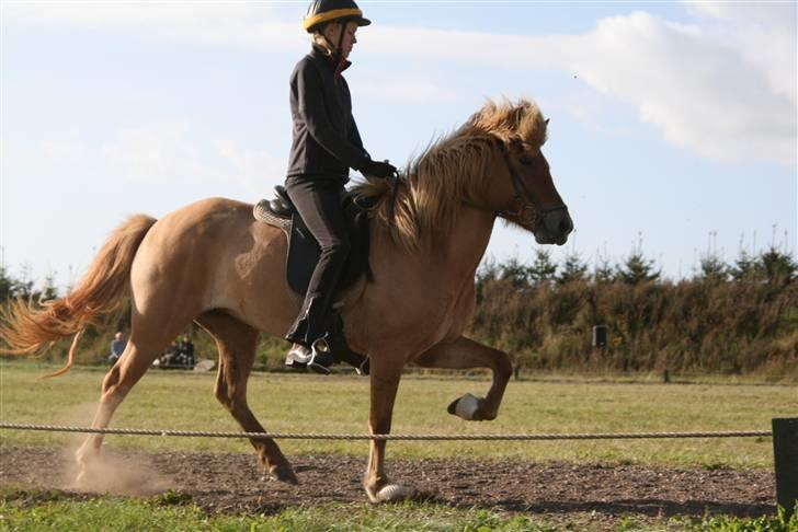 Islænder Aila fra Sebbesborg - Tölt i T.5 finale, til Ailas første stævne billede 15