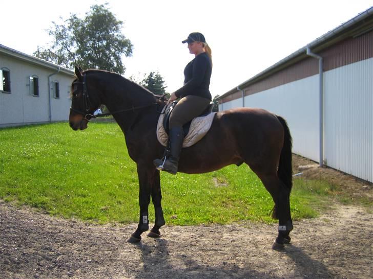 Dansk Varmblod Cottier Stengaard - Foran ridehuset billede 1