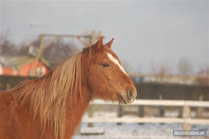 New Forest Krogholms Rollo  - Rollos hoved <3 du er smuk <3 foto: Cille Madsen. billede 3