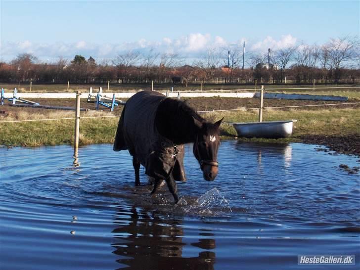 Anden særlig race Lady - 26. Lady leger i vand på folden. Vinter 2008 billede 26