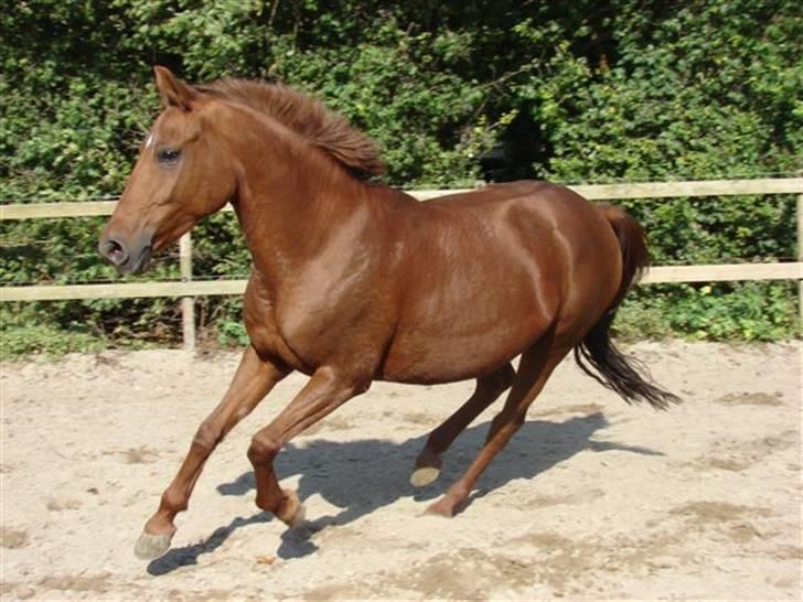 Anden særlig race Tamara  - Foto: Rie Rasmussen. Tamara på Damgaard 2007 billede 9