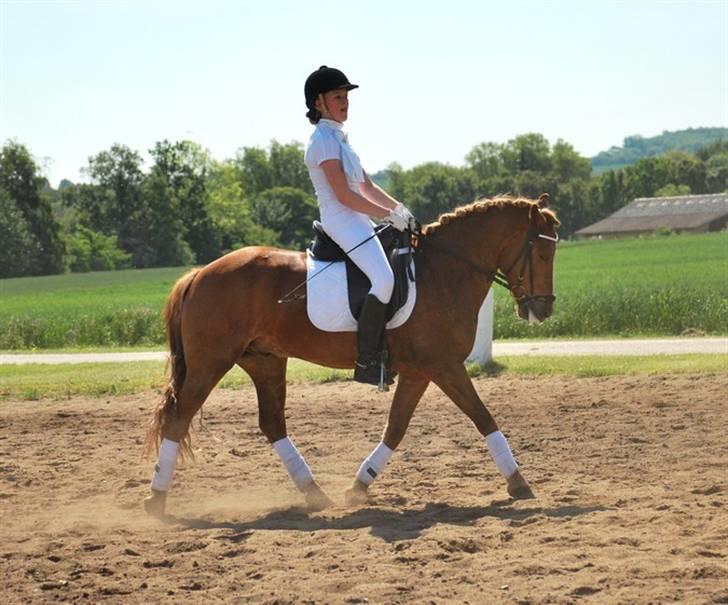 New Forest Santos - opvarmning til C-stævmet i NVR - la1.  foto: clara (med mit kamera=)  ) billede 15