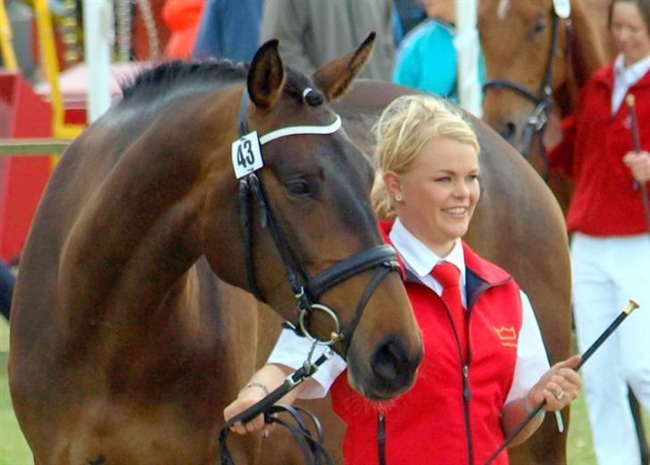 Dansk Varmblod Ny Ågårds Amoena  DULLEN B-Hest - Velkommen til Amoenas profil.  Billedet er fra hjørring dyrskue 2008 og er taget af Truckerpigen   billede 4