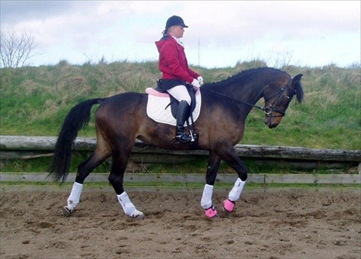 Dansk Varmblod Ny Ågårds Amoena  DULLEN B-Hest - dullen som 3 års, reddet i 2 uger af mig til sit første lille stævne :-D billede 5