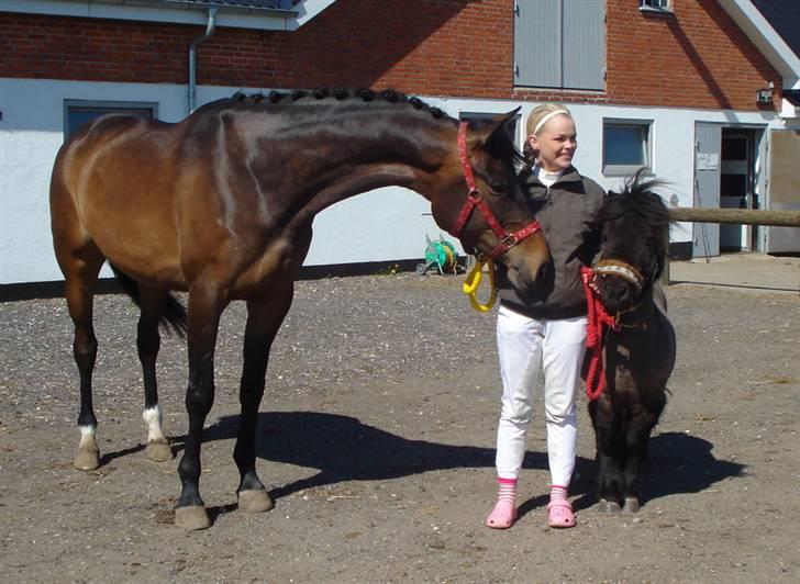 Dansk Varmblod Ny Ågårds Amoena  DULLEN B-Hest - mine svesker, elsker dem :). billede 6