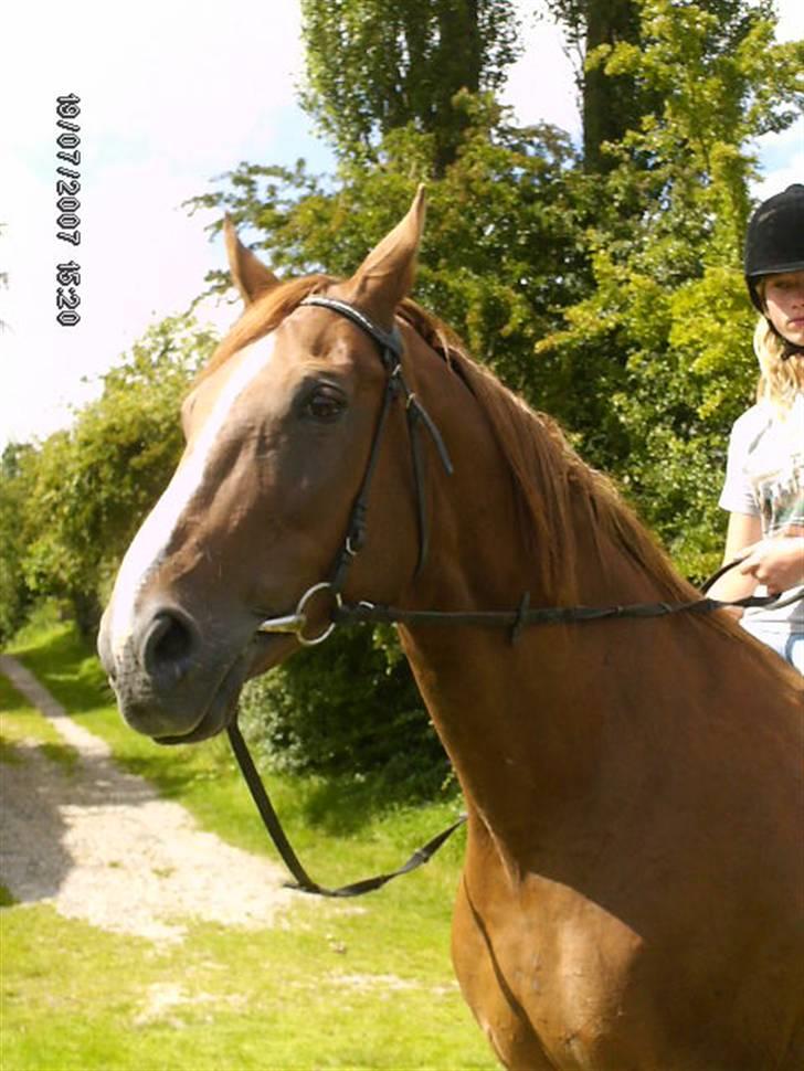 Dansk Varmblod Cherri *R.I.P* billede 8