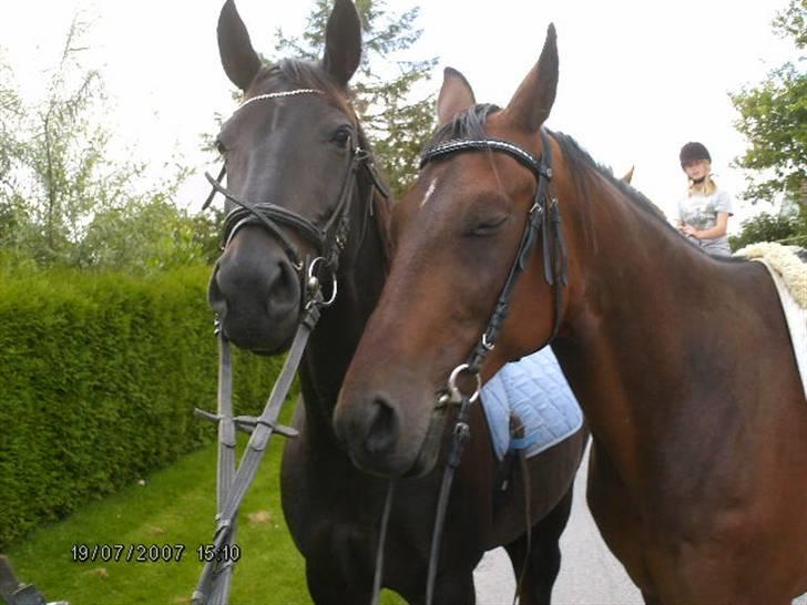 Anden særlig race Meiza billede 14