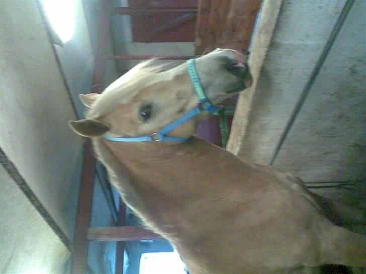 Haflinger Arion - Arion med sin nye Holigan grime er han ikke fin :-) billede 13