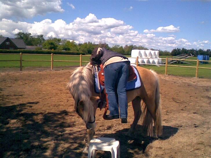Haflinger Arion - Så er jeg på vej op i sadlen for første gang, det går bare fint han er mere interesseret i skamlen. billede 15