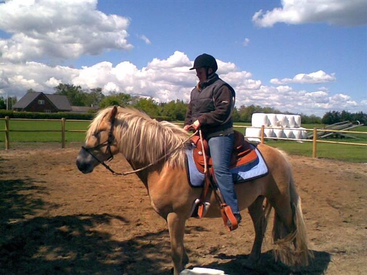 Haflinger Arion - Så er jeg opppe jubii :-) billede 16